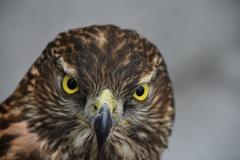 Hawk in Namsangol Hanok Village, Seoul