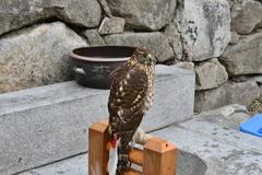 hawk perched at Namsangol Hanok Village in Seoul