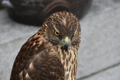 Hawk at Namsangol Hanok Village in Seoul