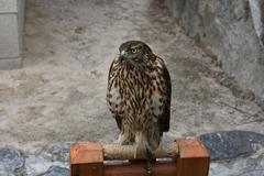 Hawk in Namsangol Hanok Village, Seoul