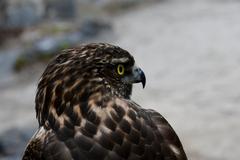 hawk at Namsangol Hanok Village in Seoul