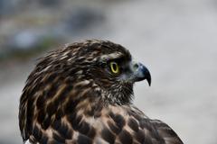 Hawk perched in Namsangol Hanok Village, Seoul