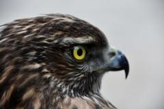 hawk perched on a traditional Korean house's roof