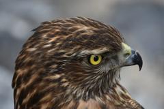 Hawk at Namsangol Hanok Village in Seoul