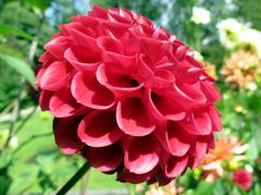 Dahlia flower in full bloom