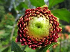 Close-up of a dahlia bud just before blooming