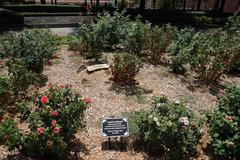 I Have a Dream World Peace Rose Garden at Martin Luther King Jr. National Historic Site