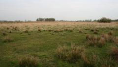 Field in nature area Het Twiske, Noord-Holland, The Netherlands