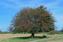 Solitary Hawthorn Tree in Het Twiske, Netherlands