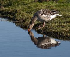 Greylag Goose drinking water