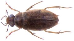 Dorsal view of an adult Berosus indicus