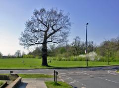 Late evening scene at Cannon Hill Common with view across Cannon Hill Lane