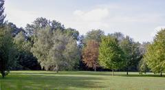 Autumn colours on Cannon Hill Common