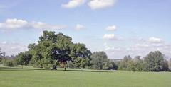 Cannon Hill Common pathway leading to Wimbledon village in late summer