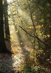 Sunlight at Cannon Hill Common