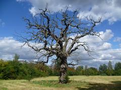 Dead tree on Cannon Hill Common