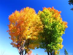 Twin Maple trees