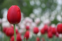 Single red tulip standing out in a field of tulips