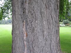 Bark of Ulmus 'Wentworthii' tree