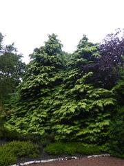 Chamaecyparis tree in Holyrood Palace gardens