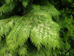 Chamaecyparis tree in Holyrood Palace gardens