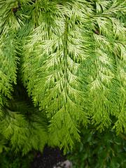 Chamaecyparis tree in Holyrood Palace gardens