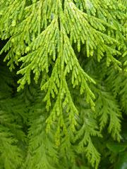 Chamaecyparis tree in Holyrood Palace gardens