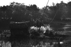 Early morning rural scene viewed from a train