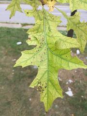 Pin Oak leaf with chlorosis in Baltimore, Maryland