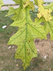 Pin Oak leaf with chlorosis