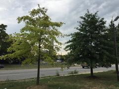 Pin Oak sapling with chlorosis next to healthy Pin Oak sapling along Maryland State Route 2