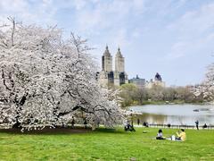 Central Park cherry blossoms in full bloom during Spring