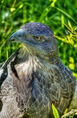 Falcon in National Zoo of Chile