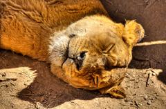 Lion in National Zoo of Chile