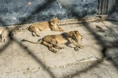 lions Manolo and La Flaca at National Zoo of Chile