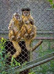 Monkey at National Zoo of Chile