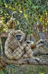 Chilean monkey at the National Zoo of Chile