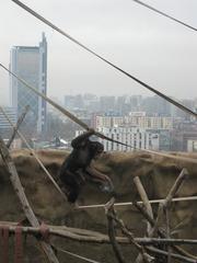 Common Chimpanzee at Chile National Zoo