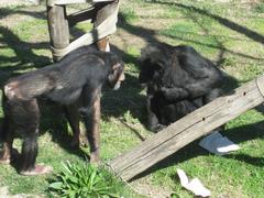 New member at the National Zoo