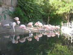 Chilean flamingo Phoenicopterus chilensis at Parque Metropolitano in Santiago, Chile