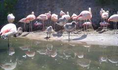 Chilean flamingo in Santiago Zoo