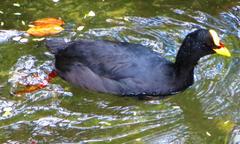 Red-gartered Coot at the Chilean National Zoo