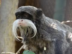 Emperor tamarin portrait