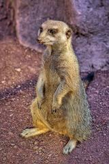 Meerkat in National Zoo of Chile