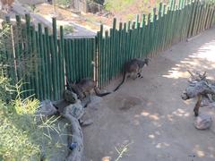 Kangaroos at Zoologico Nacional de Chile