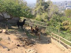 llamas at Zoologico Nacional de Chile