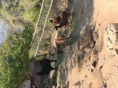 llamas in exhibition at Zoologico Nacional de Chile