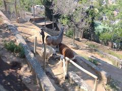 Llamas and caretaker at Zoologico Nacional de Chile