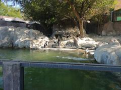 Humboldt penguins at Zoologico Nacional de Chile