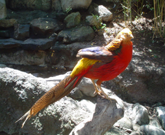 Golden Pheasant male at Santiago Metropolitan Park Zoo